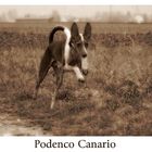 Podenco Canario