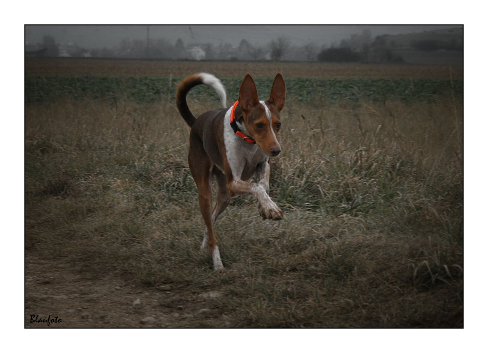 Podenco Canario II