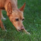 Podenco eben