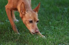 Podenco eben