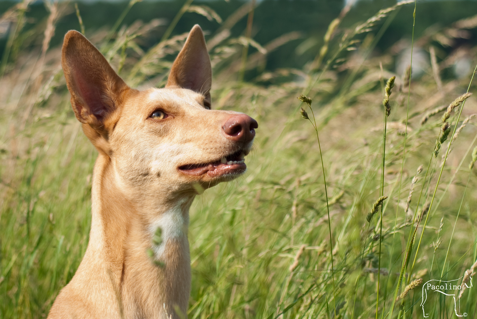 Podenco