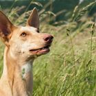 Podenco