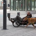 Podenco Iberico, spanischer Windhund, wunderschöne Hunderasse