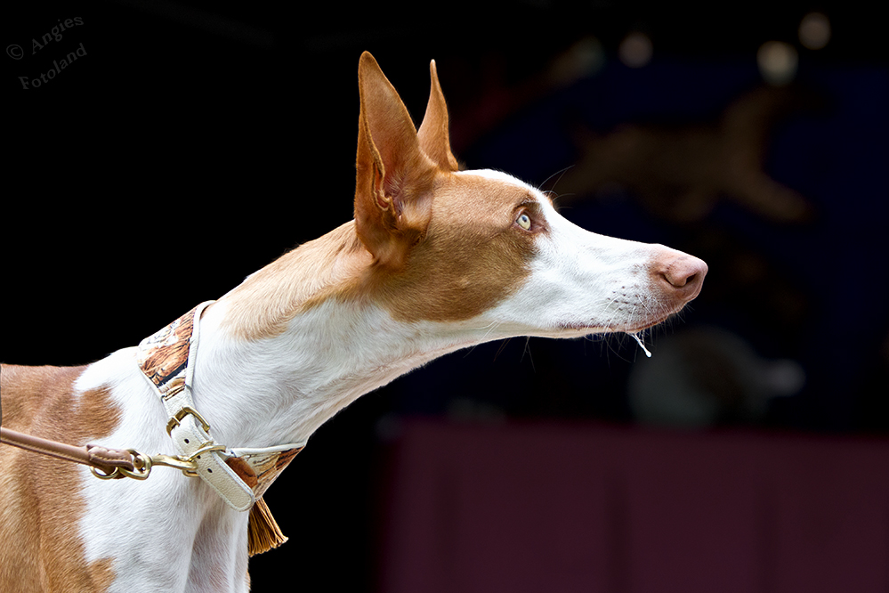 Podenco Ibicenco...