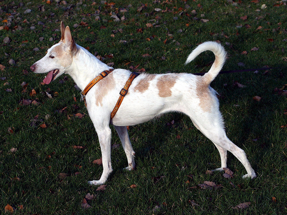 Podenco Ibicenco