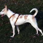 Podenco Ibicenco