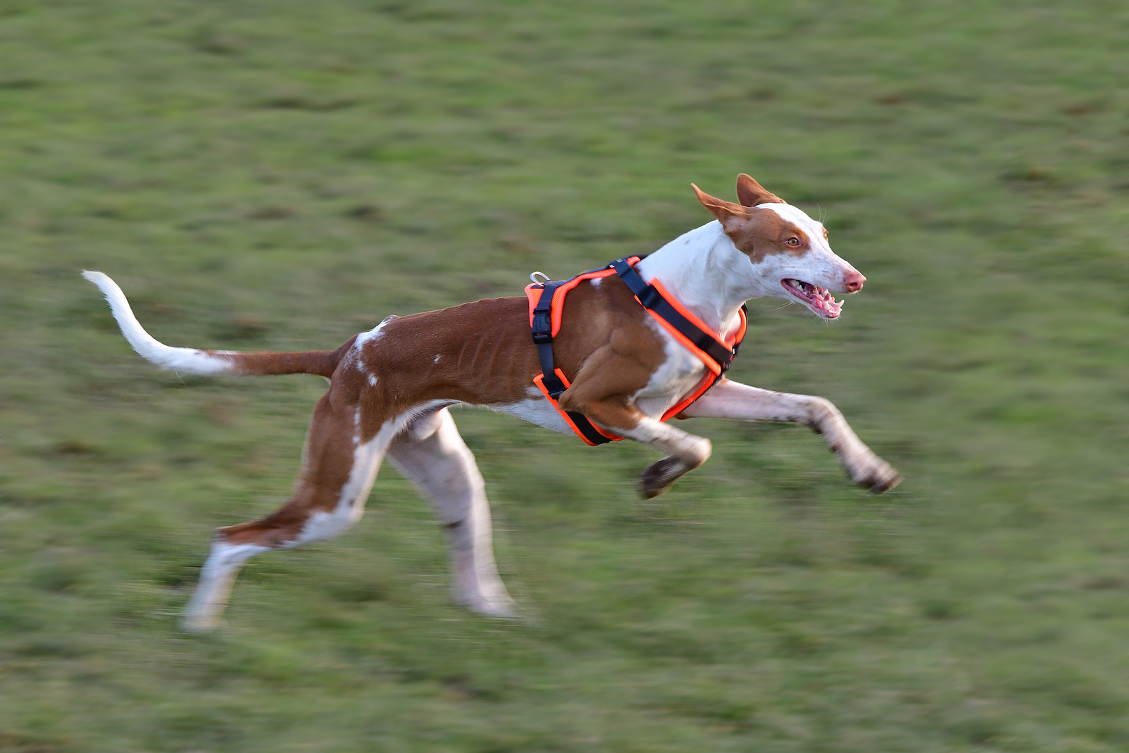 Podenco Ibicenco in action