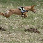 Podenco im Tiefflug