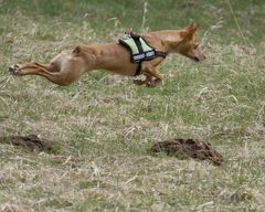 Podenco im Tiefflug