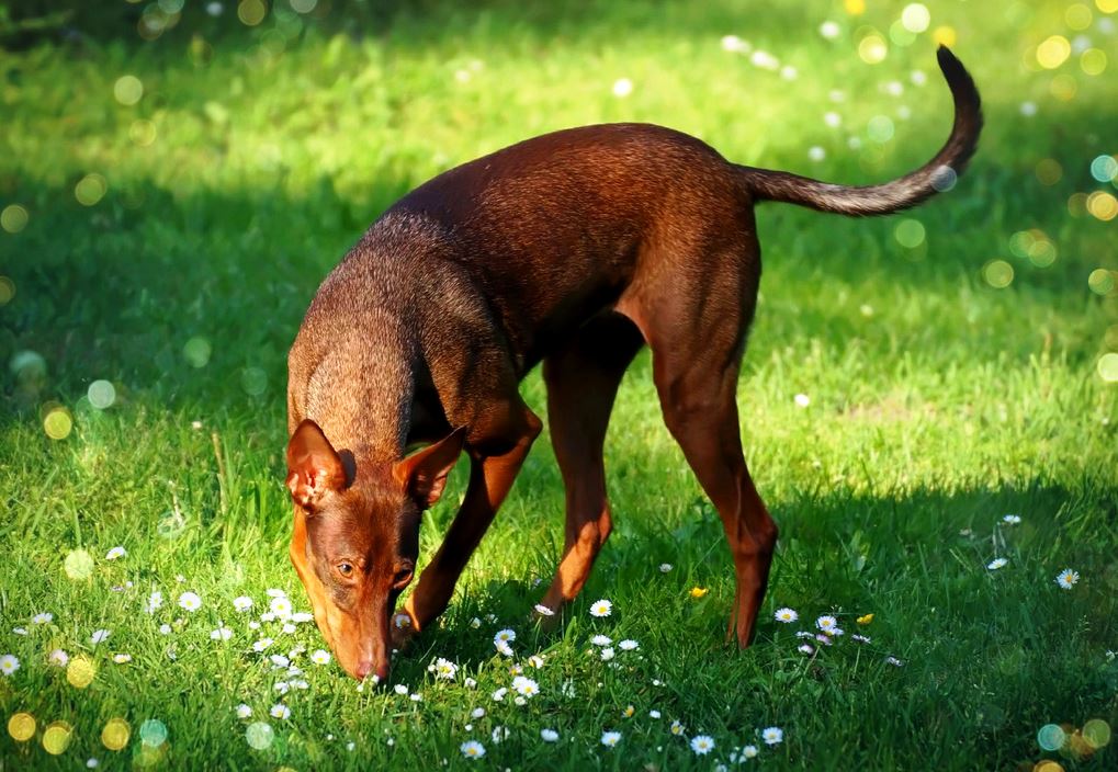 Podenco in the Sun