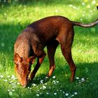 Podenco in the Sun