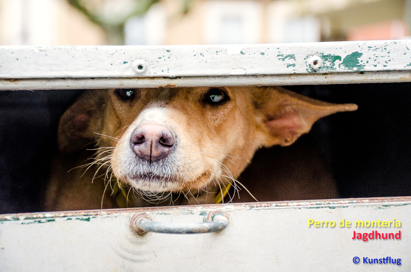 Podenco Jaghund - Perro de montería a la española