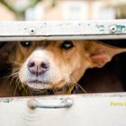 Podenco Jaghund - Perro de montería a la española