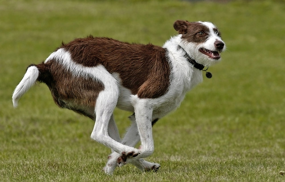 Podenco-Mix