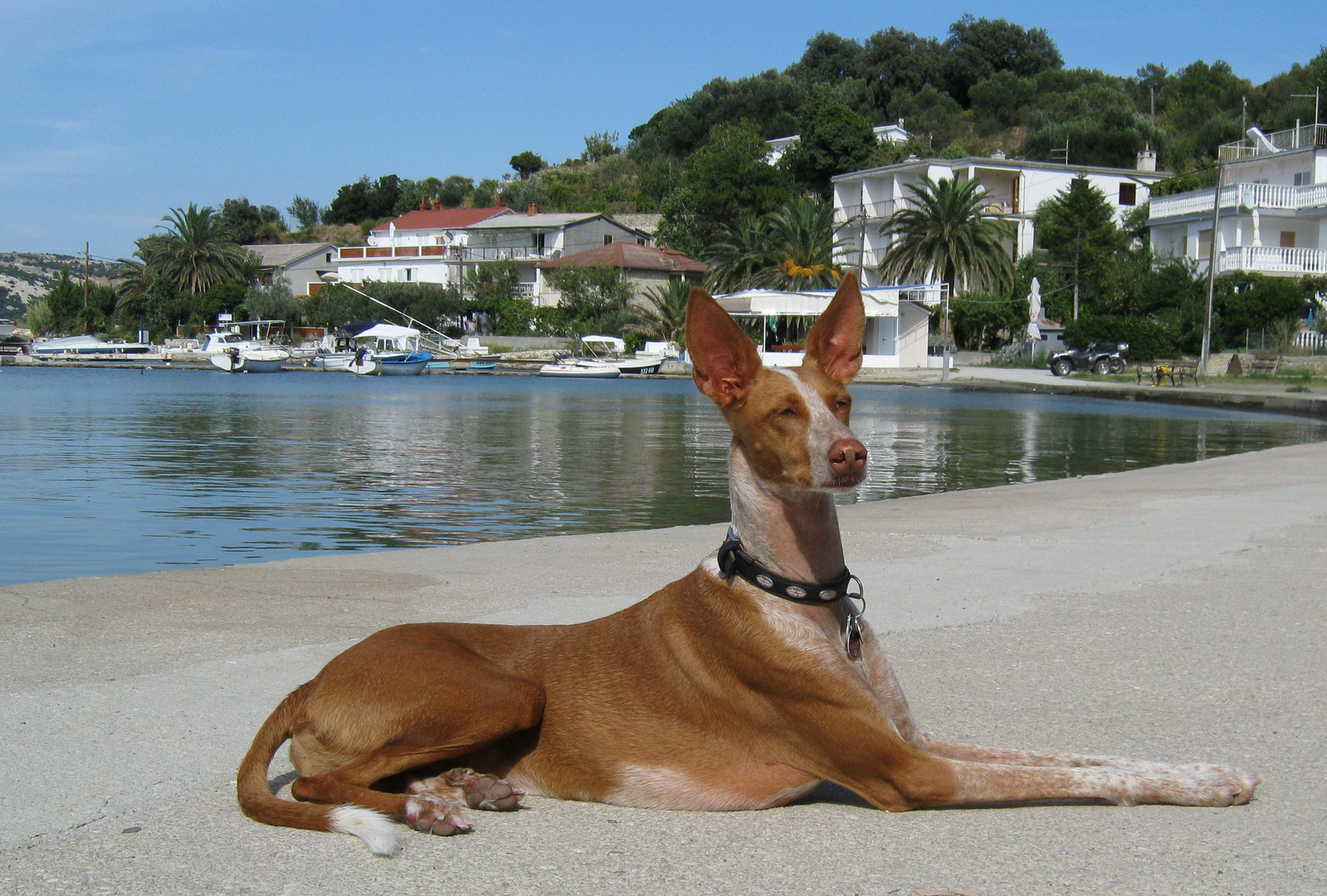 Podenco on Tour......