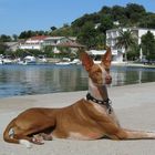 Podenco on Tour......