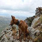 Podencos en su tierra!