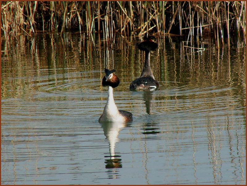 podiceps christatus 2 ...