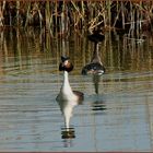 podiceps christatus 2 ...