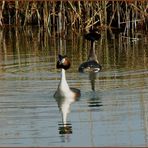 podiceps christatus 2 ...