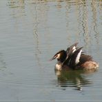 podiceps christatus 3...