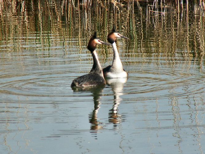 podiceps christatus...