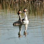 podiceps christatus...