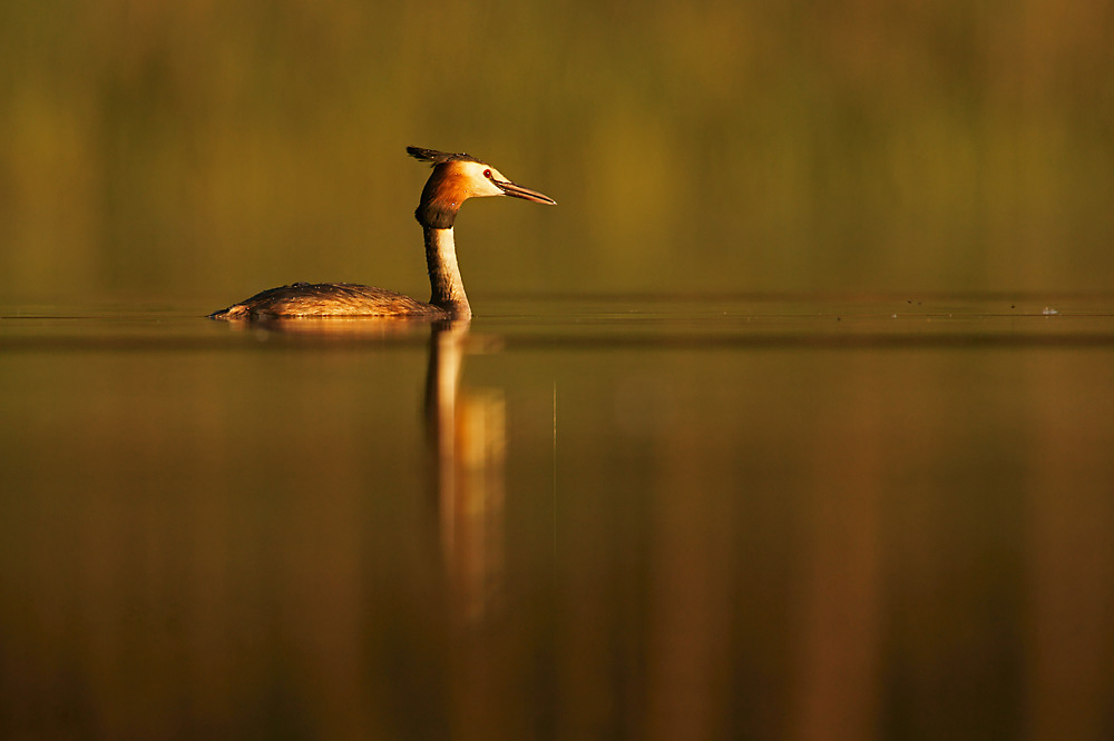 Podiceps cristatus Foto & Bild animals, wildlife, birds Bilder auf