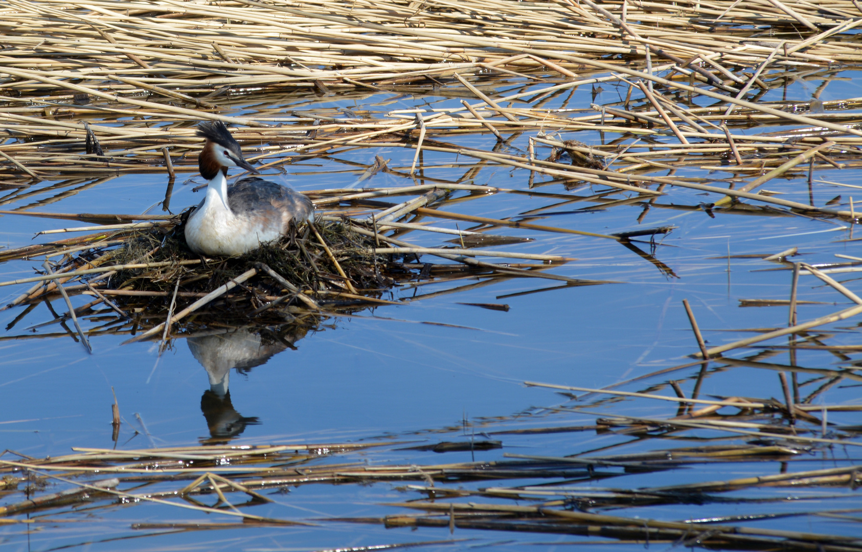 Podiceps cristatus