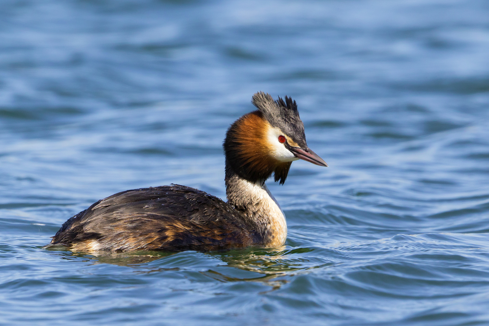 Podiceps cristatus - Der Haubentaucher