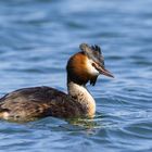 Podiceps cristatus - Der Haubentaucher