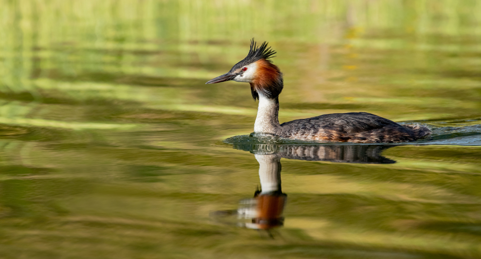 Podiceps cristatus - Haubentaucher 