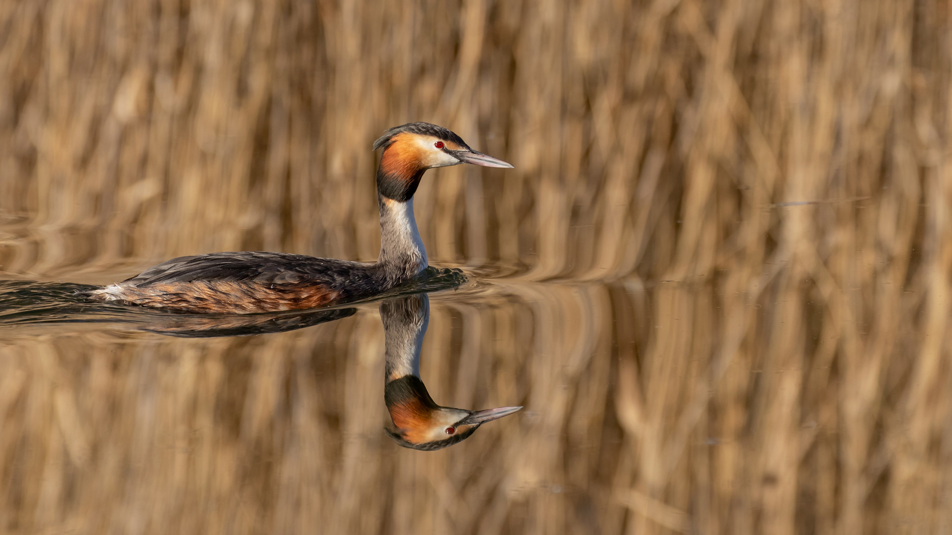 Podiceps cristatus - Haubentaucher