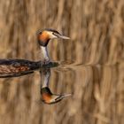 Podiceps cristatus - Haubentaucher