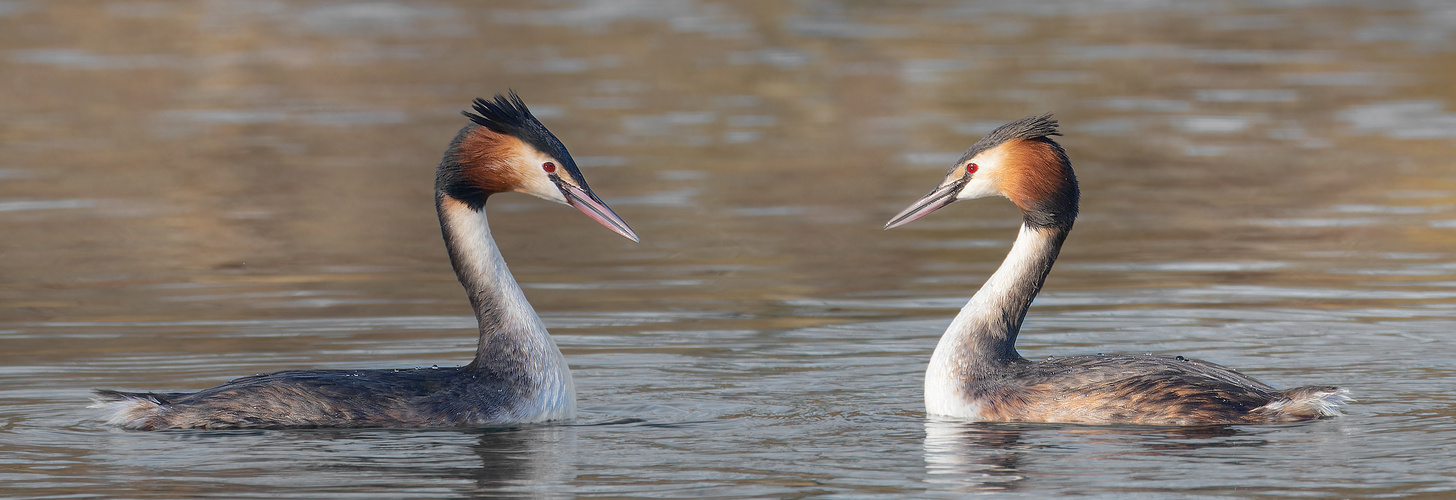 Podiceps cristatus  - Haubentaucher  In Love