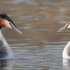 Podiceps cristatus  - Haubentaucher  In Love