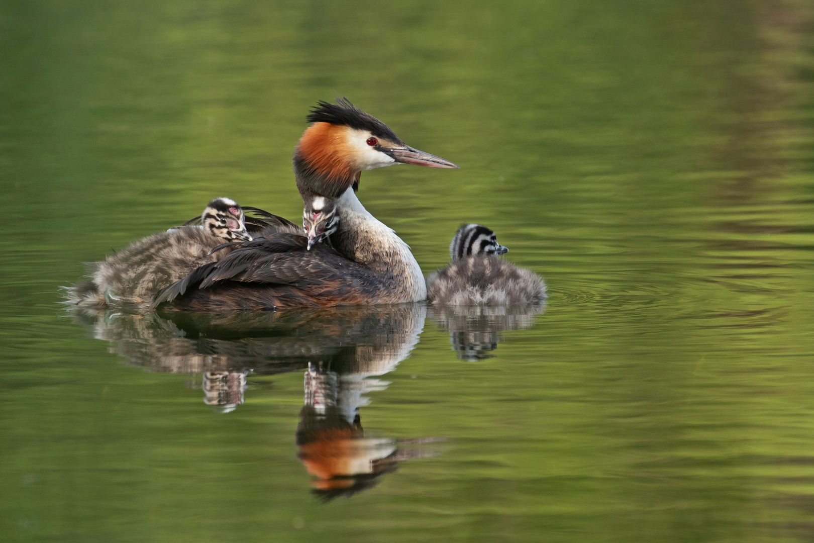 Podiceps cristatus - Haubentaucher  mit Nachwuchs