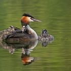 Podiceps cristatus - Haubentaucher  mit Nachwuchs