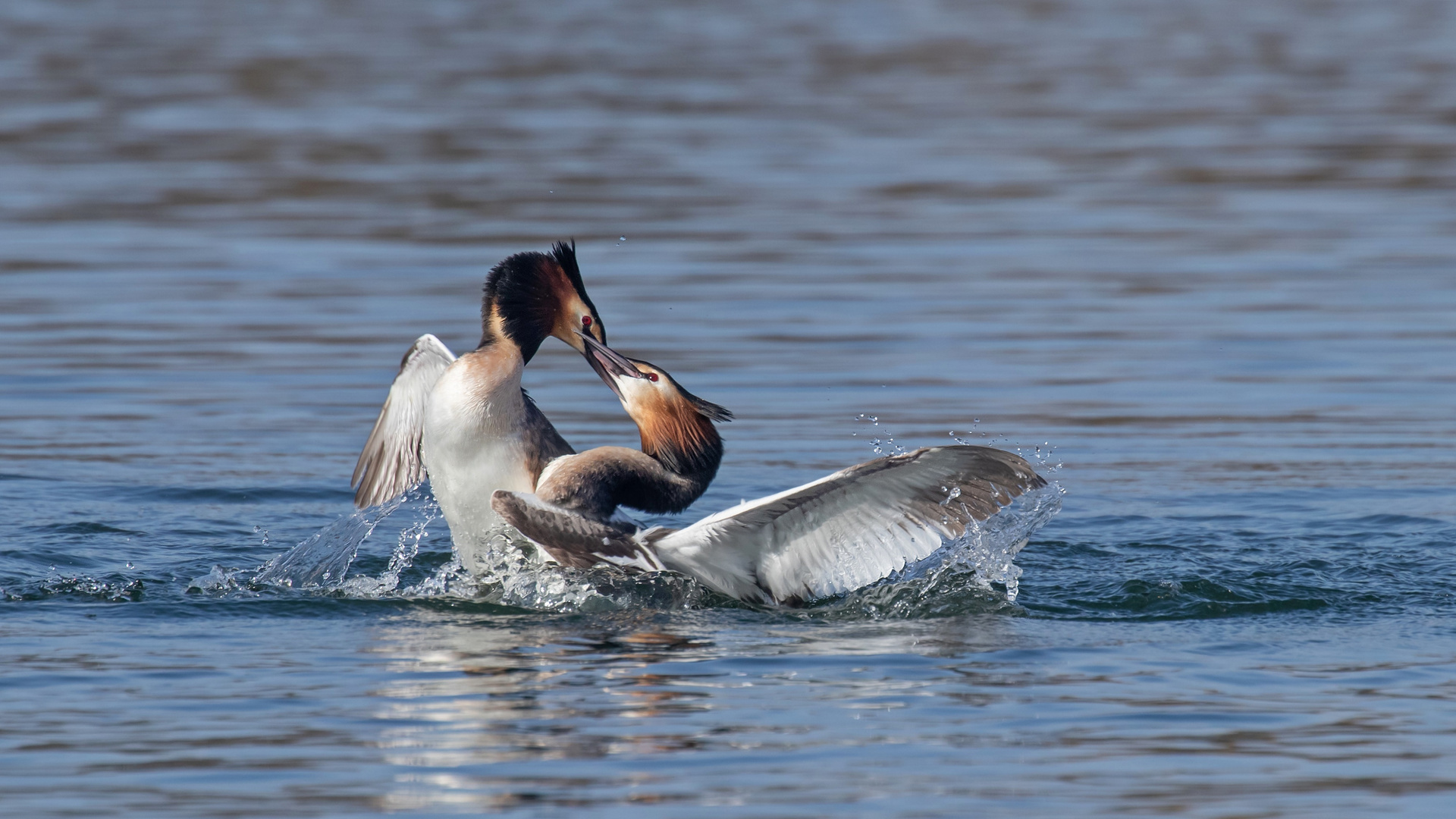 Podiceps cristatus - Haubentaucher - Revierkampf