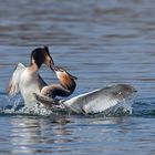 Podiceps cristatus - Haubentaucher - Revierkampf