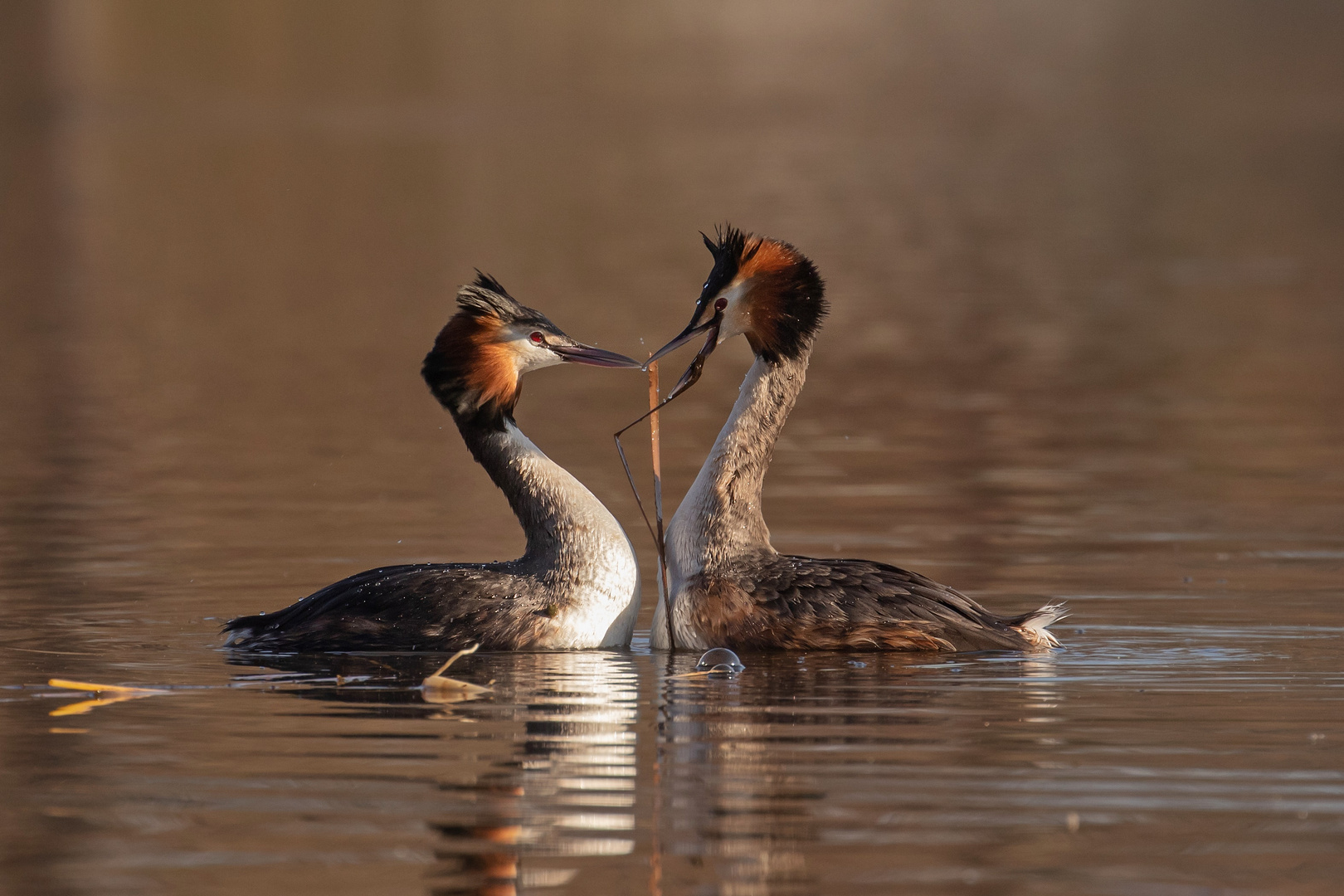 Podiceps cristatus - Haubentaucherbalz 