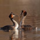 Podiceps cristatus - Haubentaucherbalz 