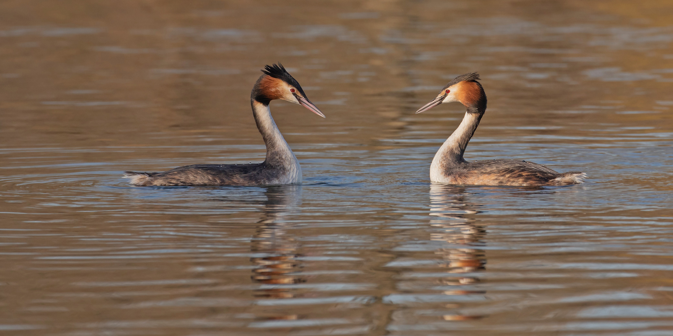 Podiceps cristatus - Haubentaucherpaar 