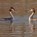 Podiceps cristatus - Haubentaucherpaar 