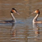 Podiceps cristatus - Haubentaucherpaar 