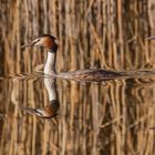 Podiceps cristatus - Haubentaucherpaar 