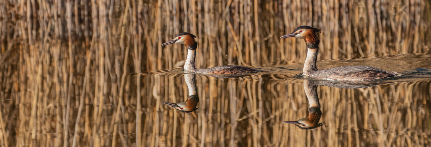 Podiceps cristatus - Haubentaucherpaar 