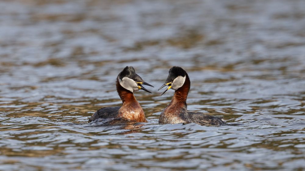 Podiceps grisegena