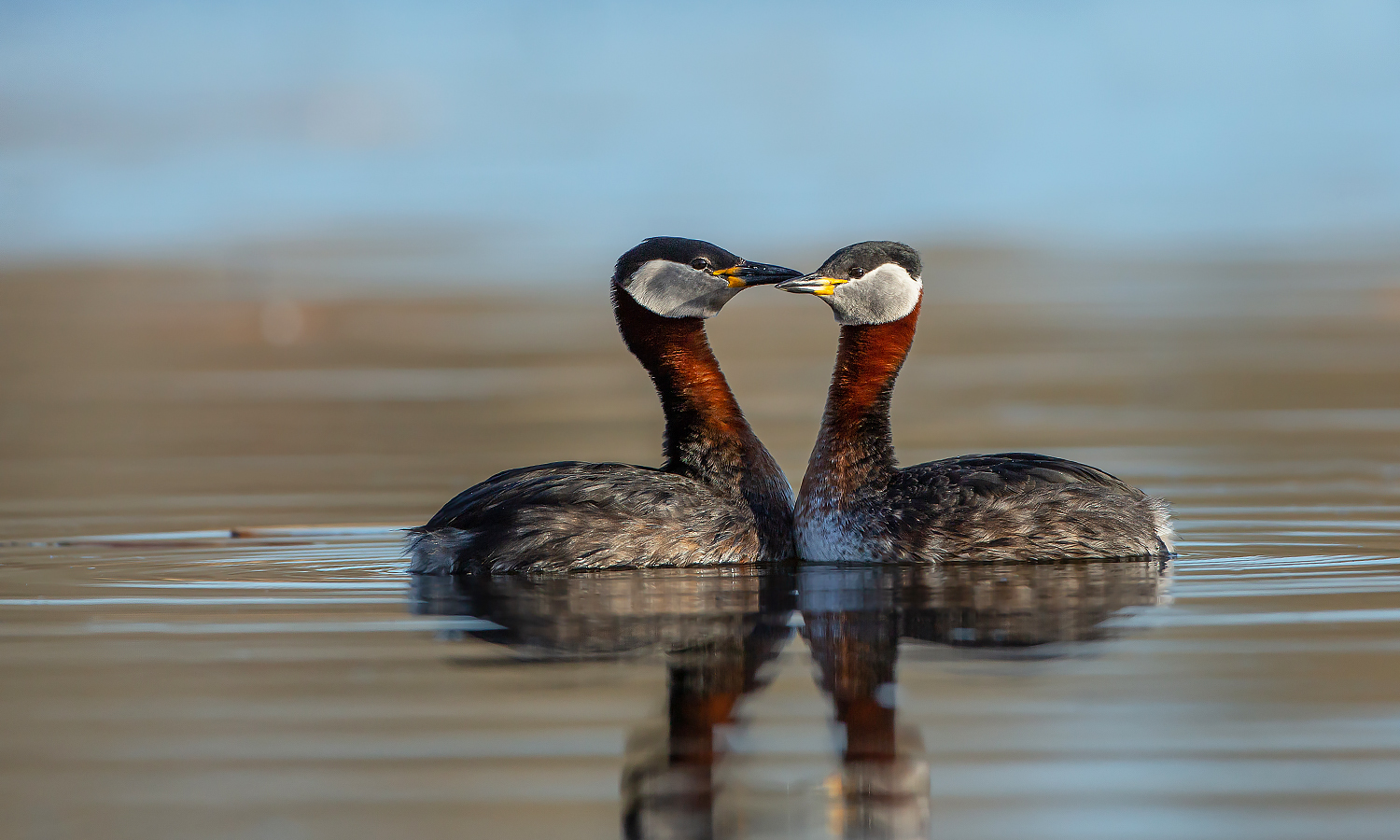 Podiceps grisegena