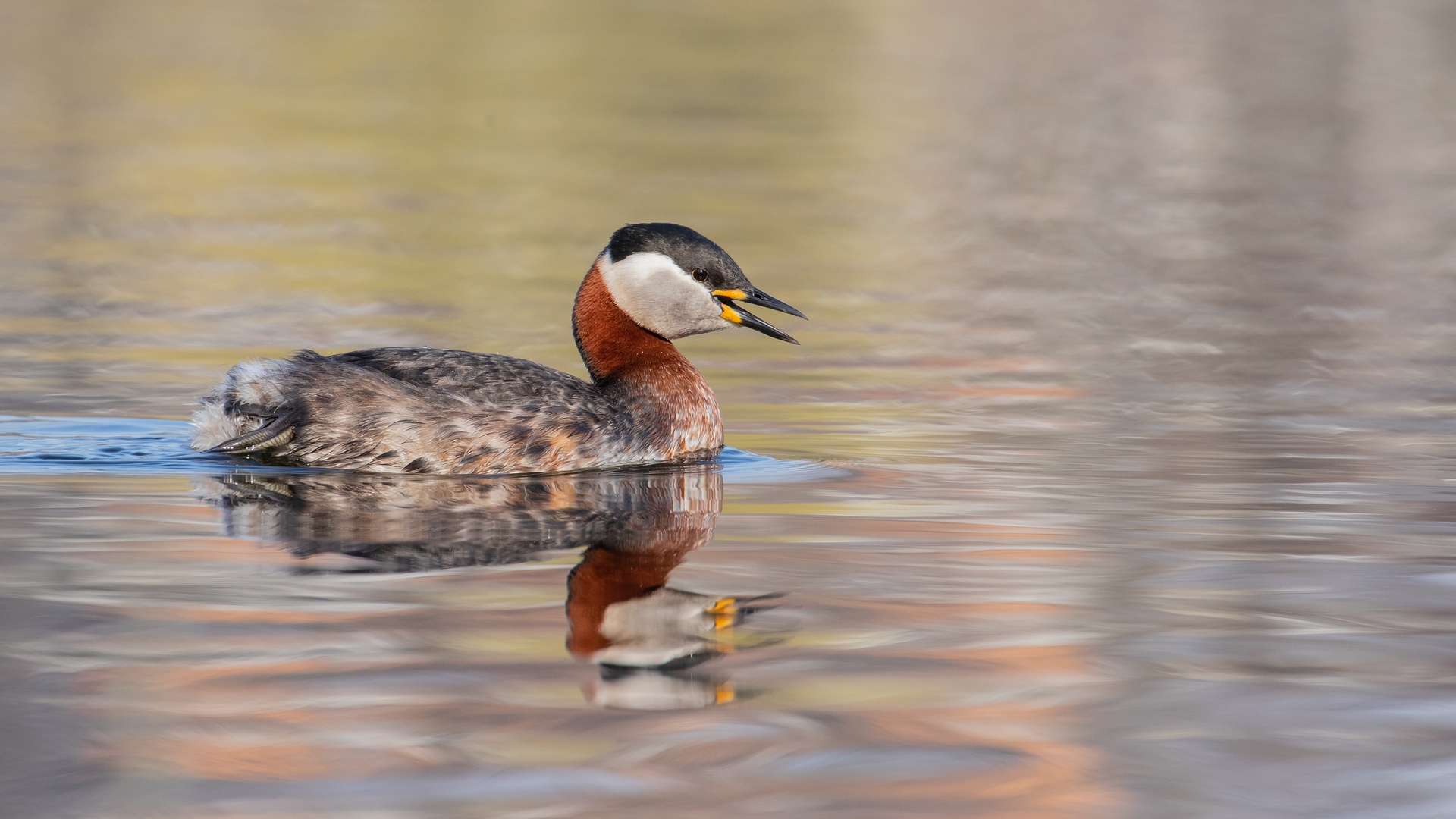 Podiceps grisegena  -  Rothalstaucher 